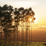 El Visor de Inversión Forestal: una herramienta innovadora para inversiones forestales