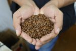 INFONA cuenta con Banco de Germoplasma para satisfacer demanda de semillas en el país
