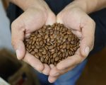 INFONA cuenta con Banco de Germoplasma para satisfacer demanda de semillas en el país