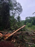Intervención oportuna permitió detener proceso de deforestación ilegal en bosques nativos de Mbaracayú